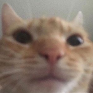 Meet your Posher, Gavin